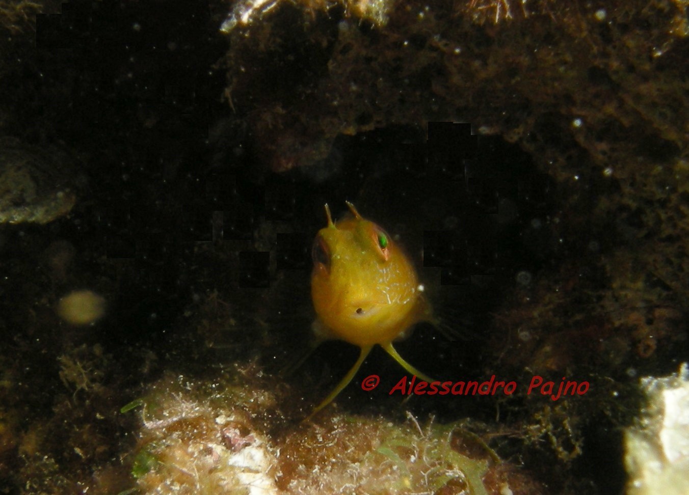 Parablennius pilicornis: livrea gialla non legata al sesso